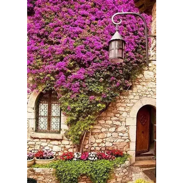 Картина по номерам Пейзажі - Цветочная стена