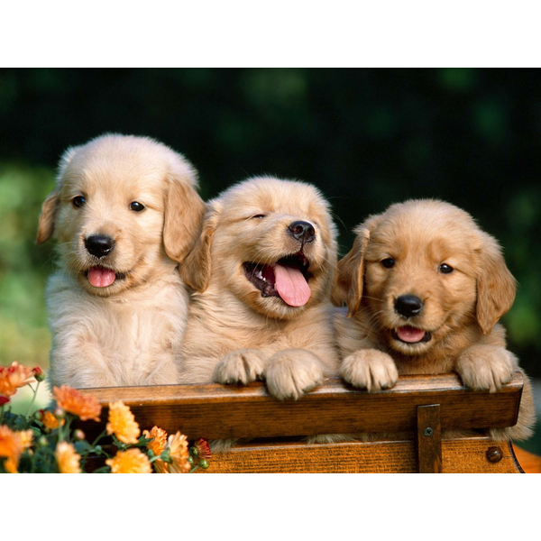 Картина по номерам Тварини, птахи та риби - Щенки