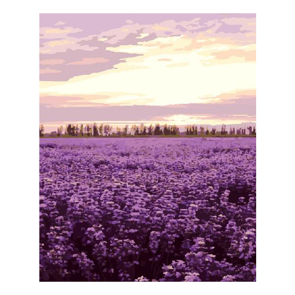 Картина по номерам Пейзажі - Лавандовое поле