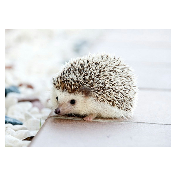 Картина по номерам Тварини, птахи та риби - Їжачок