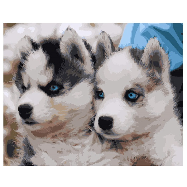 Картина по номерам Тварини, птахи та риби - Цуценята хаскі