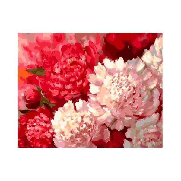 Картина по номерам Квіти - Контрастні півонії
