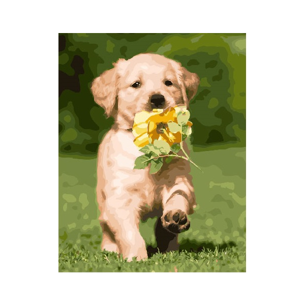 Картина по номерам Тварини, птахи та риби - Щеня лабрадора
