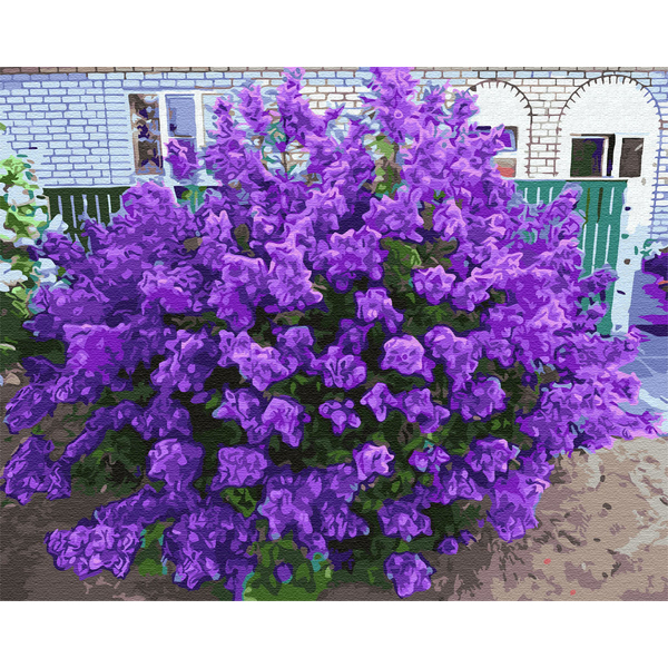 Картина по номерам Квіти - Персидская сирень