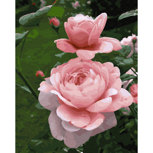 Картина по номерам Квіти - Нежность