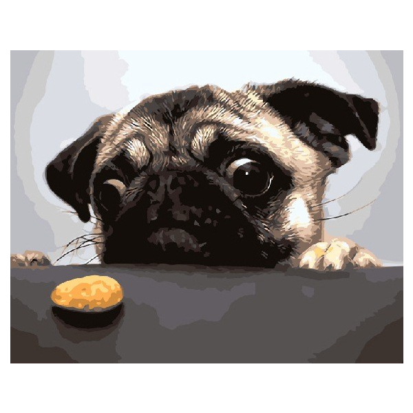 Картина по номерам Преміум картини - Мопс