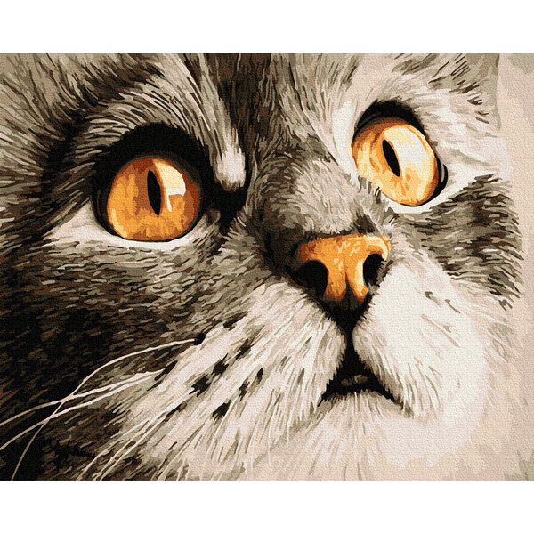 Картина по номерам Тварини, птахи та риби - Погляд котика Сірка