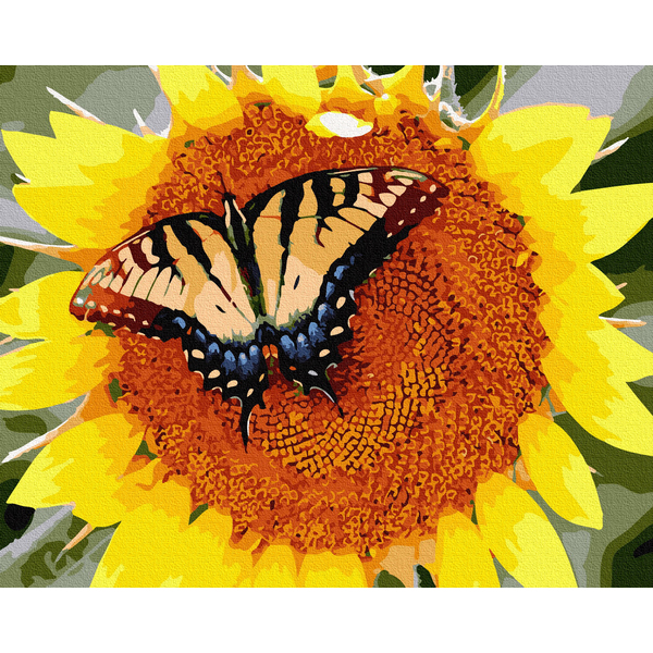Картина по номерам Квіти - Метелик на соняшнику