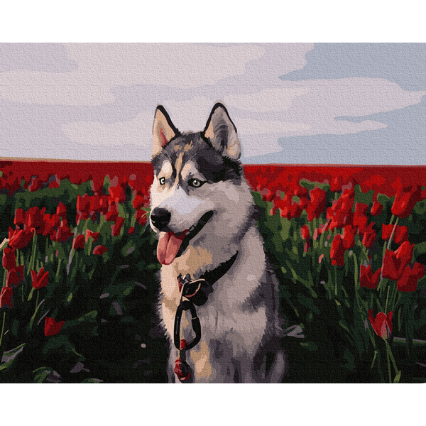 Картина по номерам Тварини, птахи та риби - Хаскі в тюльпановому полі
