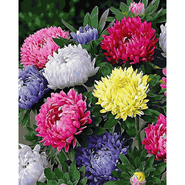 Картина по номерам Квіти - Різнобарвні айстри