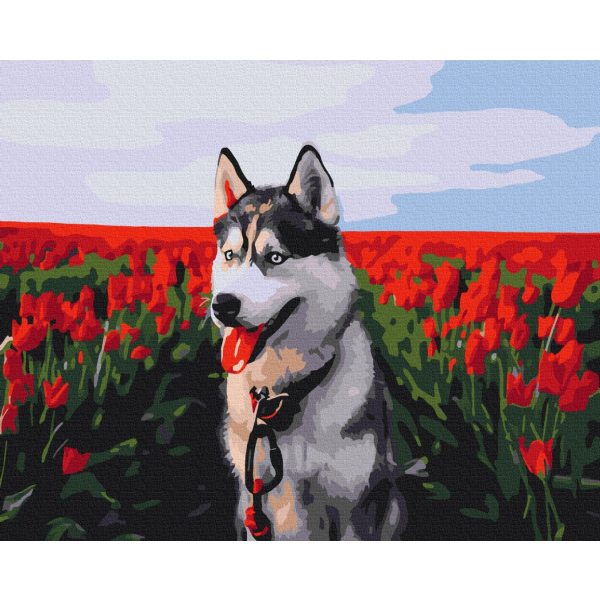 Картина по номерам Тварини, птахи та риби - Хаскі в тюльпановому полі