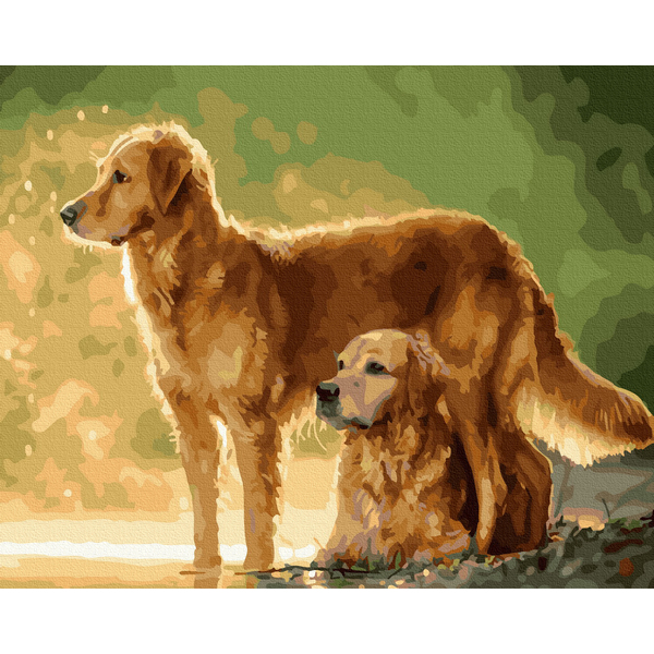 Картина по номерам Тварини, птахи та риби - Золотисті ретривери