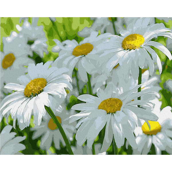 Картина по номерам Квіти - Ромашки в тіні