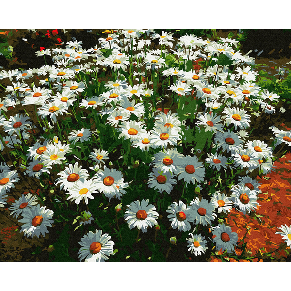 Картина по номерам Квіти - Ромашки в саду