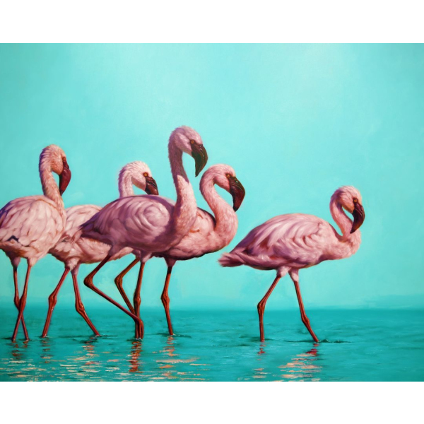 Люсія Хеффернан - Зграя фламінго ©Lucia Heffernan