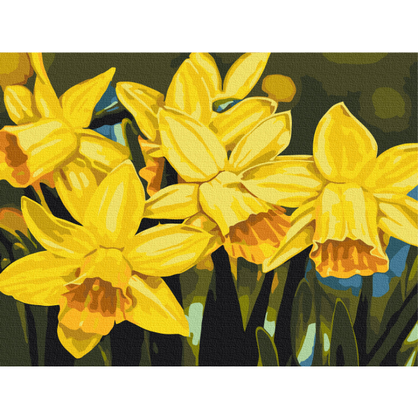 Картина по номерам Квіти - Нарциси © Anastasiia Osmolovska