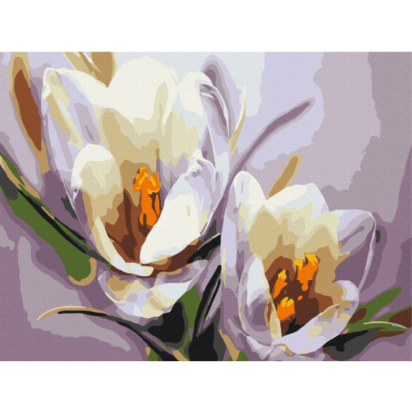 Картина по номерам Квіти - Крокусы