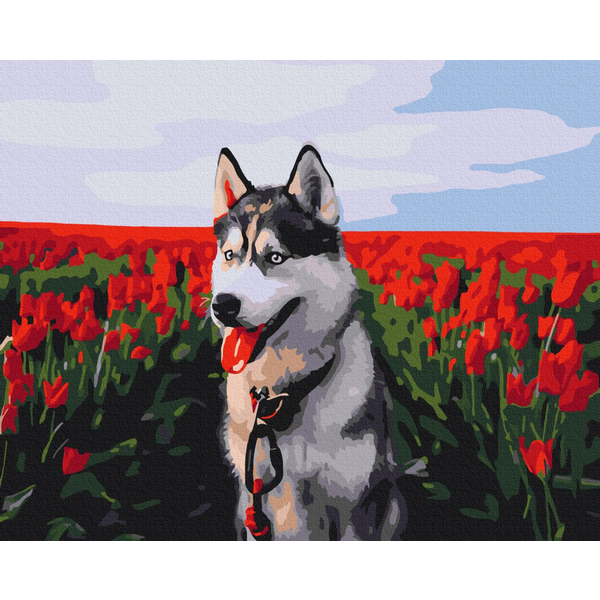 Картина по номерам Преміум картини - Хаскі в тюльпановому полі