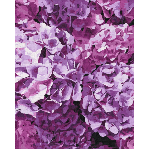 Картина по номерам Преміум картини - Краса гортензій