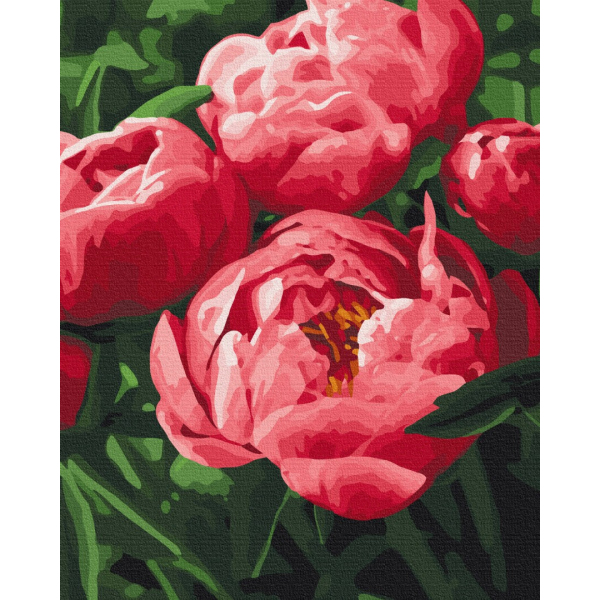 Картина по номерам Квіти - Насыщенный цвет пионов