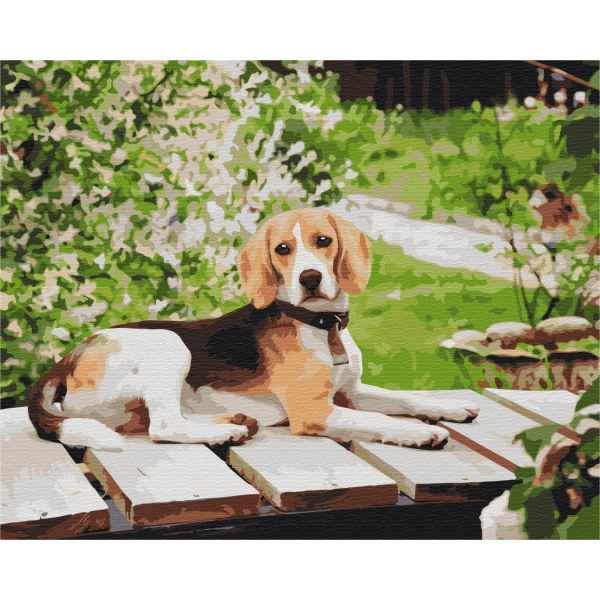 Картина по номерам Тварини, птахи та риби - Довговухий друг