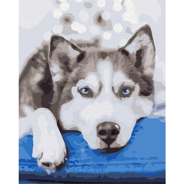 Картина по номерам Преміум картини - Хаскі в очікувані