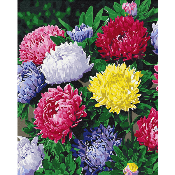 Картина по номерам Квіти - Разноцветные астры