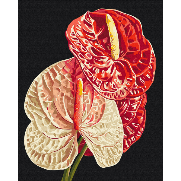 Картина по номерам Квіти - Антуріум © Anastasiia Osmolovska