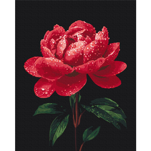 Картина по номерам Квіти - Півонії в сяйві роси
