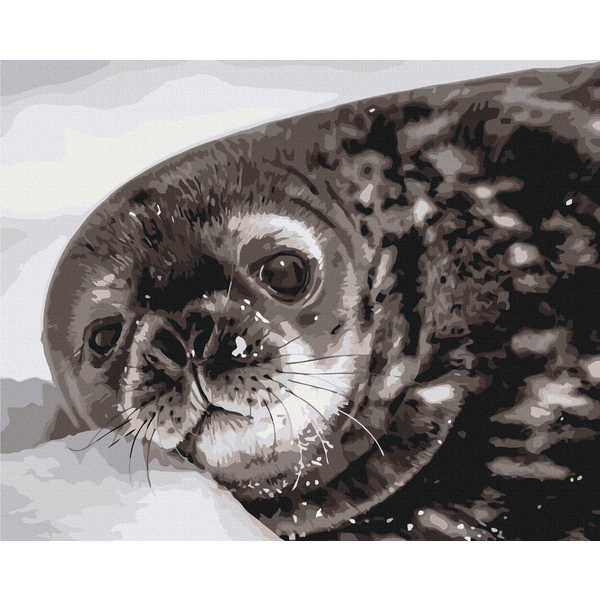 Картина по номерам Тварини, птахи та риби - Тюленятко Ведделла © Сергій Глотов